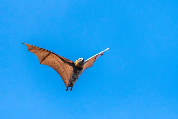 Morcego de frutas isolado, raposa voadora, em um fundo céu azul — Fotografia de Stock