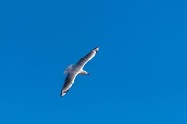 Single seagull flying on a blue sky background