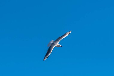 Single seagull flying on a blue sky background