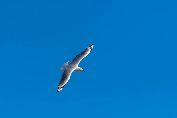 Single seagull flying on a blue sky background — 图库照片
