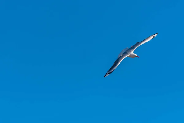 Single seagull flying on a blue sky background — ストック写真