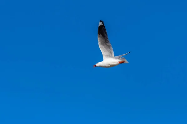 Single seagull flying on a blue sky background — Stock Photo, Image