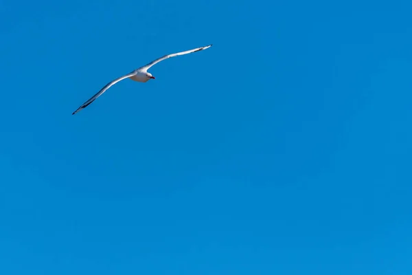 Gaviota volando sobre un fondo de cielo azul — Foto de Stock