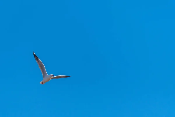 Single seagull flying on a blue sky background — Stock Photo, Image