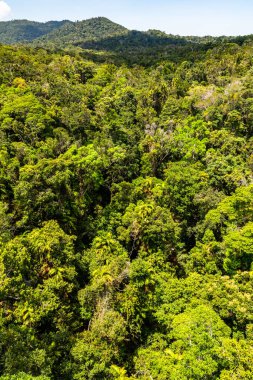 Top view of Australian rainforest in Kuranda