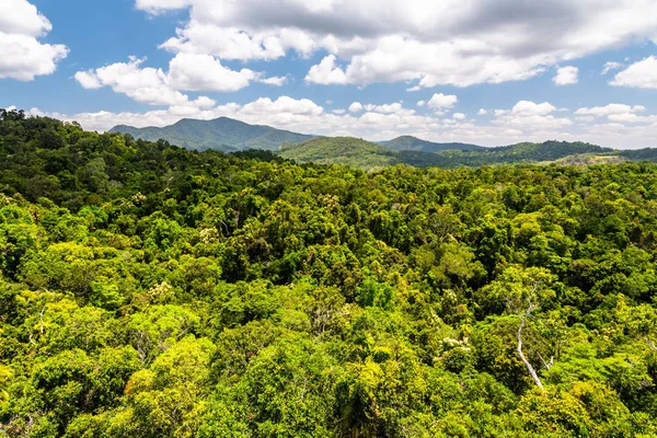 Vista superior da floresta tropical australiana em Kuranda — Fotografia de Stock