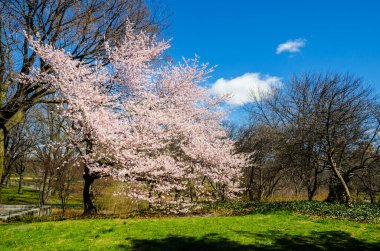 Central Park, New York, Usa 'da kiraz çiçeği çiçek açmış.