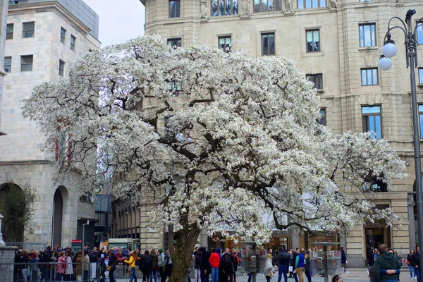 Kwiaty Ulicy Mediolanu — Zdjęcie stockowe