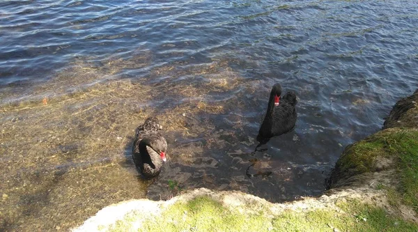 Cisnes Lago Mclaren Adultos Verão — Fotografia de Stock