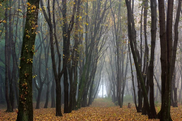 Gizemli sonbahar orman — Stok fotoğraf