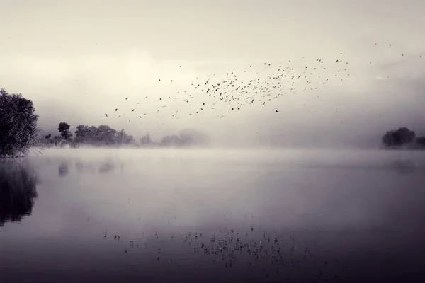 Gierzwaluwen boven water — Stockfoto