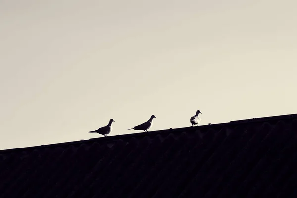 Siluete de trei porumbei — Fotografie, imagine de stoc