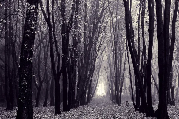 Μυστηριώδες δάσος φθινόπωρο — Φωτογραφία Αρχείου