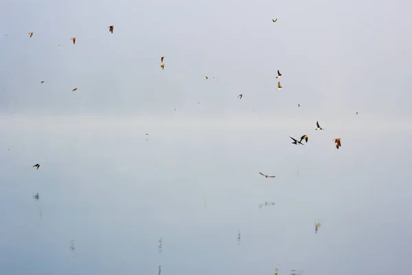 Swifts above water — Stock Photo, Image