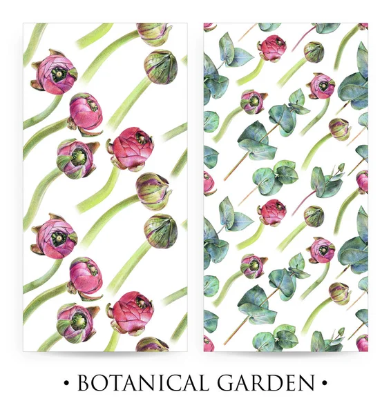 Zestaw bezszwowe kwiatowe wzory z pąki Jaskier fioletowy i zielony eukaliptusa na białym — Zdjęcie stockowe