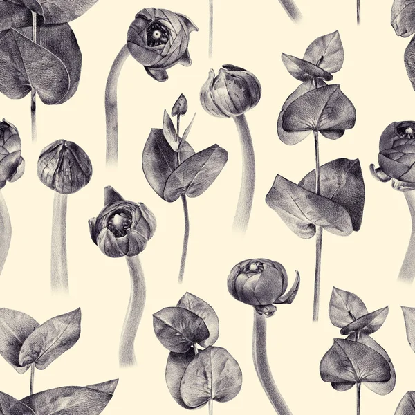 キンポウゲ芽とユーカリとシームレス花柄 — ストック写真
