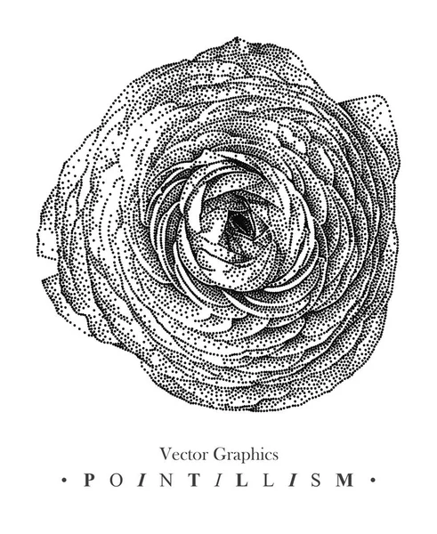Векторная иллюстрация с цветком розы в форме пиона, нарисованная вручную — стоковый вектор