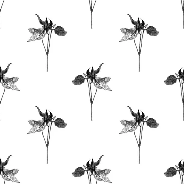 Modèle vectoriel sans couture avec fleur clématite isolée sur fond blanc dessinée à la main — Image vectorielle