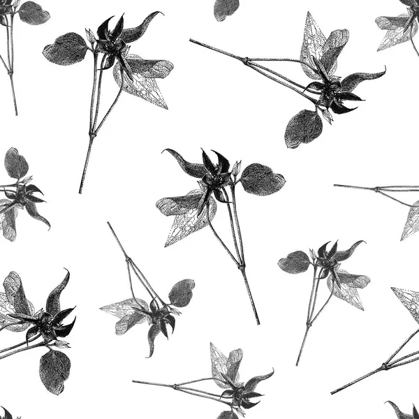 Modèle vectoriel sans couture avec fleur clématite isolée sur fond blanc dessinée à la main — Image vectorielle