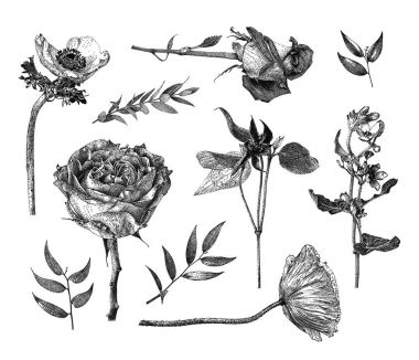  Akasma, anemon çiçeği, Oxypetalum coeruleum, hibrid tea gül, dalları ve yaprakları elle çizilmiş vektör çizim seti ile