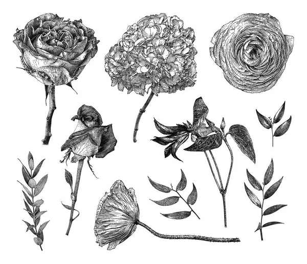 Ilustração vetorial com conjunto de Clematis, Rosa em forma de Pion, Rosa de chá híbrido, Hortênsia, ramos e folhas desenhadas à mão —  Vetores de Stock