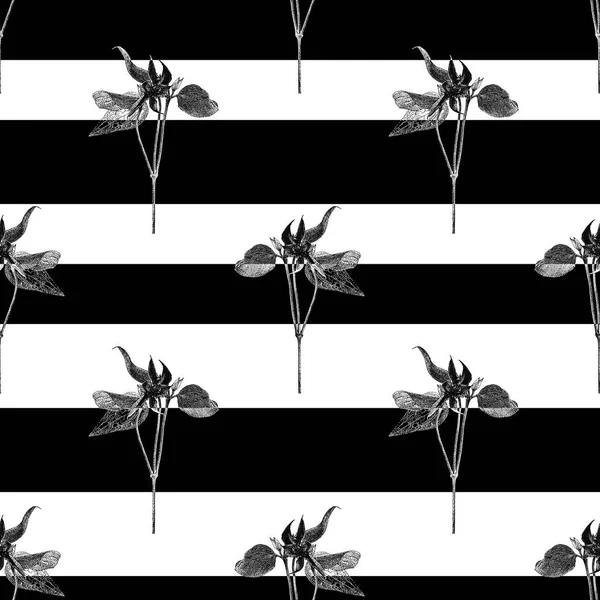 Motif vectoriel sans couture avec fleur clématite et rayures noires — Image vectorielle