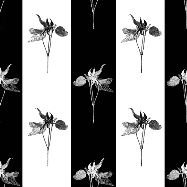 Patrón sin costura vectorial con flores de clematis y rayas negras — Vector de stock