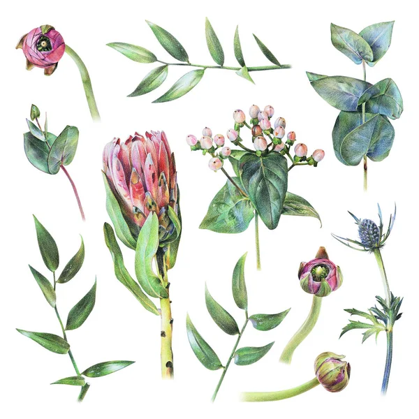  Protea, feverweed, hypericum, buttercup tomurcukları, okaliptüs ve yeşil el ile renkli kalemle çizilmiş bırakır