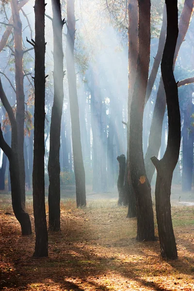 Çam ormanı içinde sonbahar manzara — Stok fotoğraf