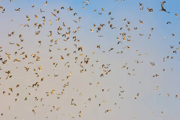 Flock av fåglar — Stockfoto