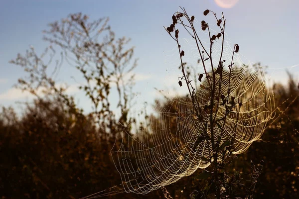 Web in dew — Stock Photo, Image