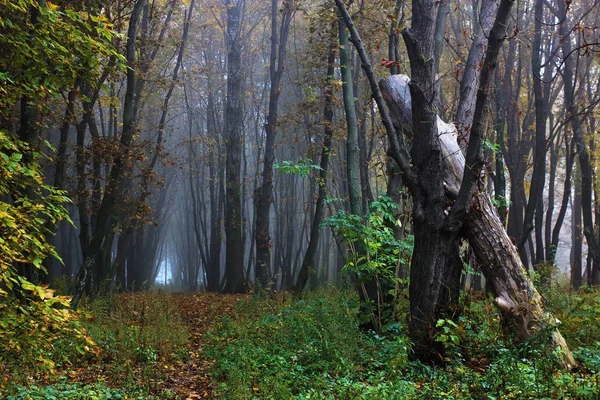 Karanlık Orman ile sonbahar manzara — Stok fotoğraf