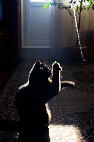 Playful black kitten — Stock Photo, Image