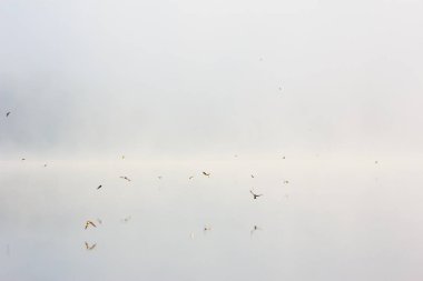 Nehir ile yaz manzara. Sabah sisinde su üzerinde uçan kuş sürüsü. Doğanın huzuru