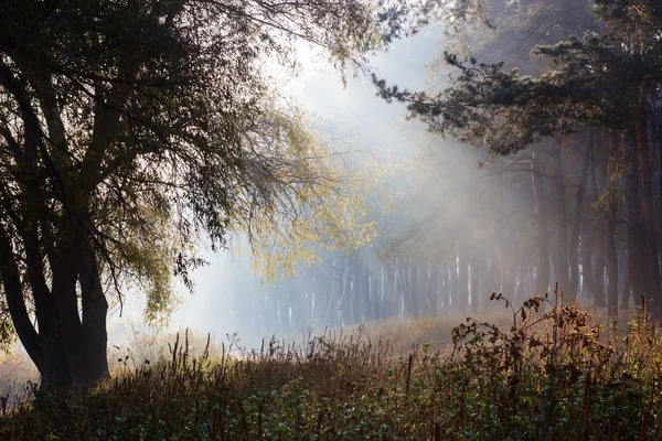 暗い森の光線 松の木が秋の風景 早朝の霧 — ストック写真