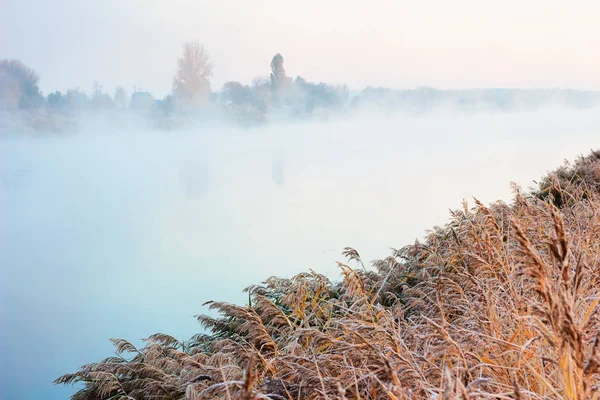 Autumn landscape on river. Reeds on river bank in morning frost. Orange trees in heavy fog