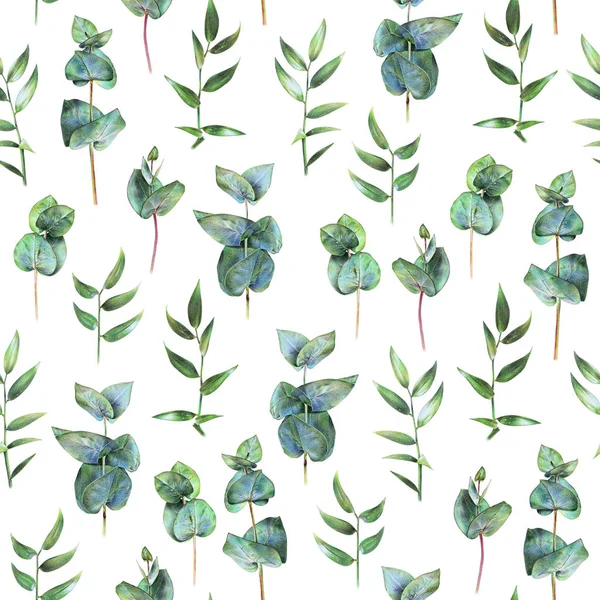 Motivo floreale senza cuciture con eucalipto verde e foglie di rusco su bianco — Foto Stock