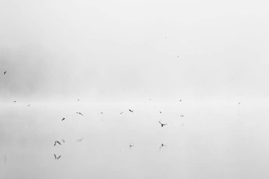 Siste uçan kuşlar. Minimalist siyah beyaz fotoğraf. Sisli nehri olan mistik bir manzara. Tek renkli güzel sanatlar.