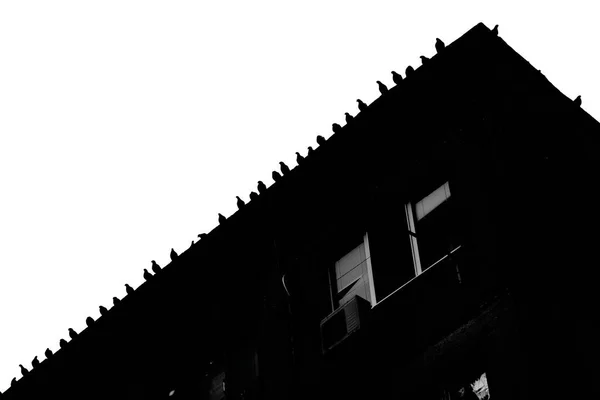 Çatıdaki Kuş Sürüleri Dairenin Tepesinde Duran Güvercin Siluetleri Kentsel Mimarinin — Stok fotoğraf