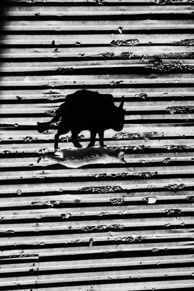 Ombra Gatto Senzatetto City Street Foto Bianco Nero Silhouette Del — Foto Stock