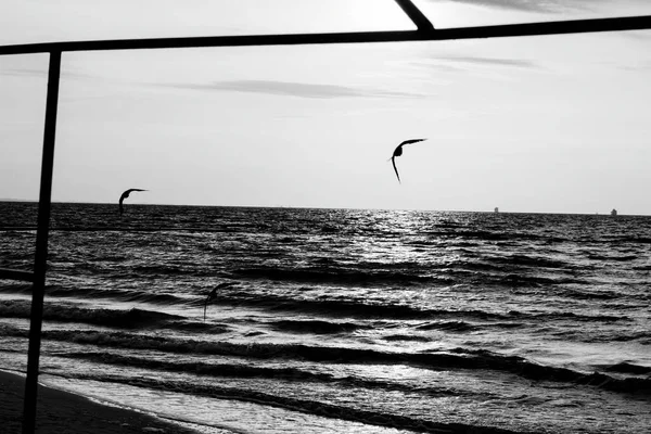 夜明けに夏の海の風景 白黒写真 海上を飛ぶ鳥のシルエット — ストック写真