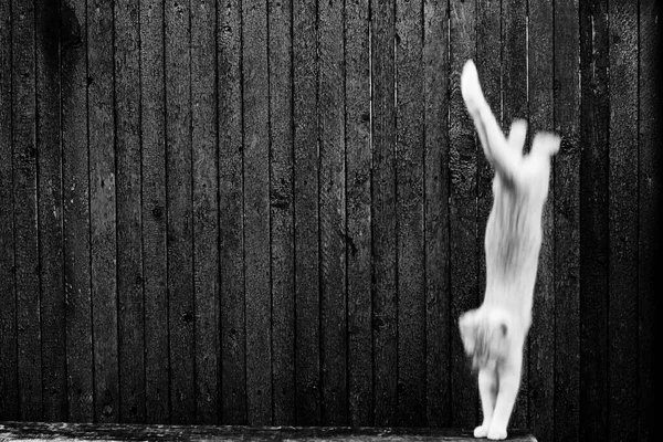 Gato Saltando Foto Minimalista Blanco Negro Silueta Gatito Volador Sobre —  Fotos de Stock