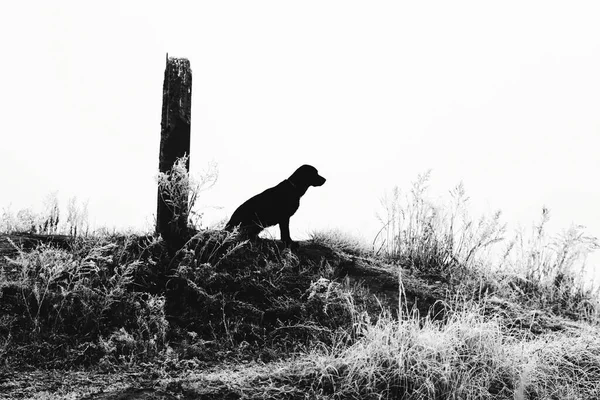 孤独な黒い犬が待っている 悲しい黒と白の写真 放棄動物のシルエット — ストック写真