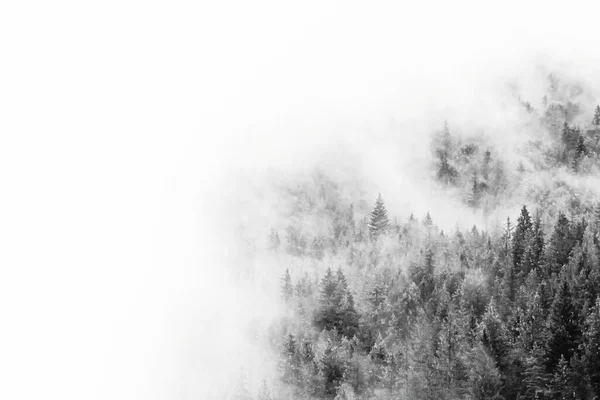 Forest in fog. Minimalistic black and white photo. Mountain landscape in clouds