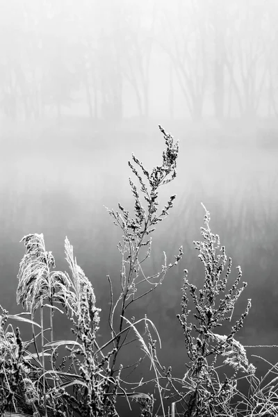 Reeds in fog. Black and white photo. Plants in hoarfrost. River bank in morning mist