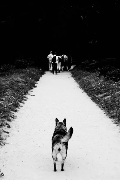 Cão Sem Abrigo Rua Cidade Animal Abandonado Solitário Estrada Triste — Fotografia de Stock