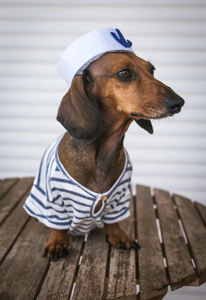 Red dachshund dog with hat — Stock Photo, Image