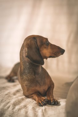 Dachshund Köpek Studio Beyaz ahşap tablo