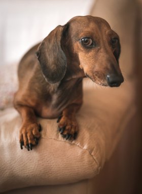 Dachshund Köpek Studio Beyaz ahşap tablo