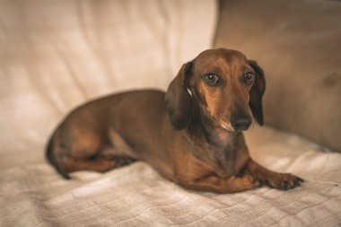 Dachshund Köpek Studio Beyaz ahşap tablo